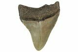 Juvenile Megalodon Tooth - North Carolina #355743-1